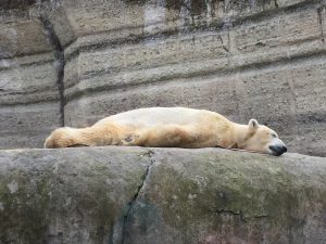 Ausflug mit Kindern München Zoo Eisbär